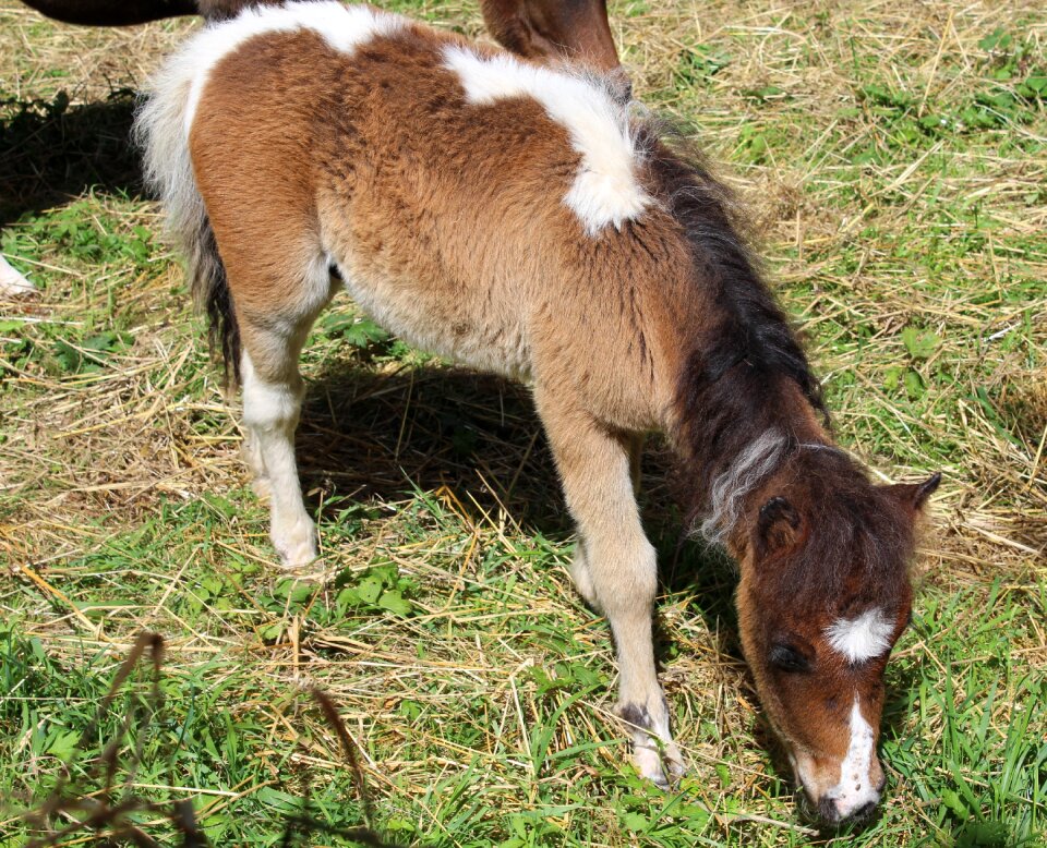 Brown white animal