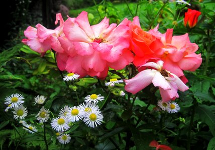 Rose bloom garden roses annual fleabane photo