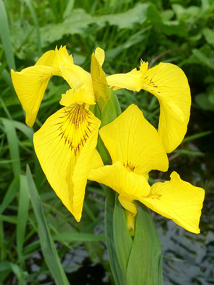 Bloom rarely wild flower