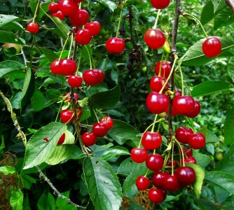 Cherry tree red fruit photo