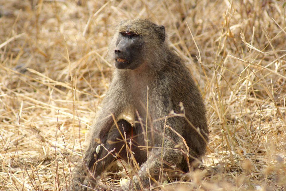 Nature animal mammal
