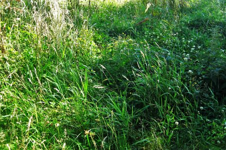 Grasses green summer