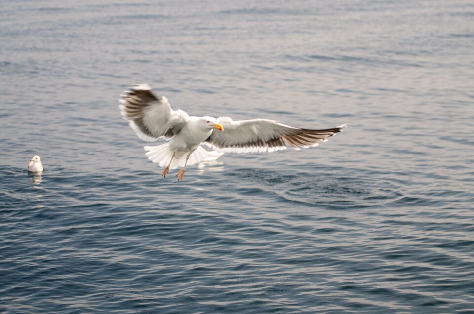 Wildlife water seagull