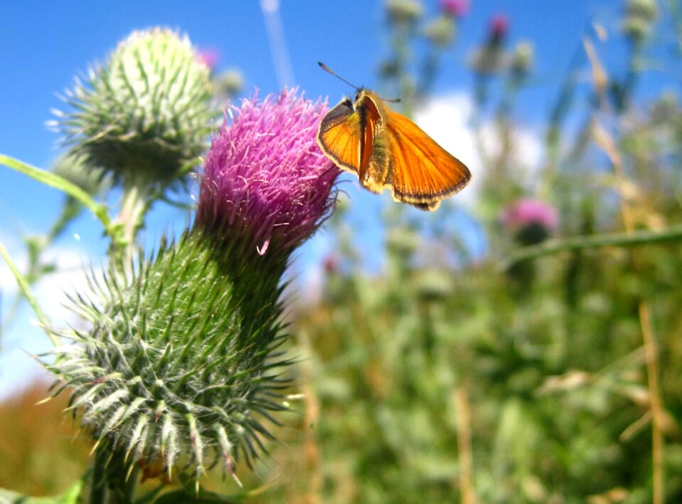 Field meadow insect photo