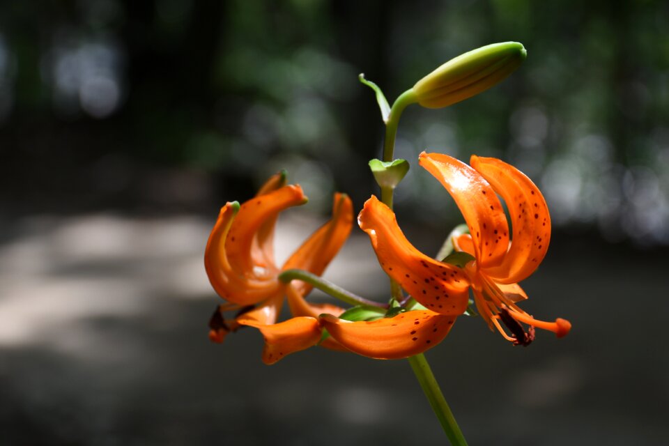 Mountain horse naira orange color