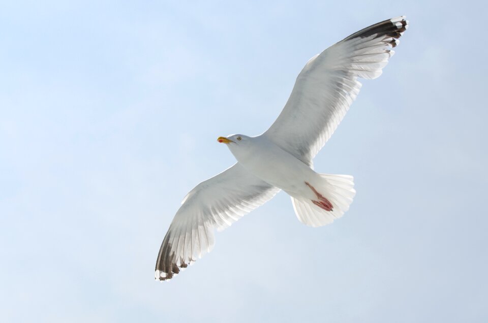 Wildlife water seagull