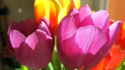 Tulip plant spring