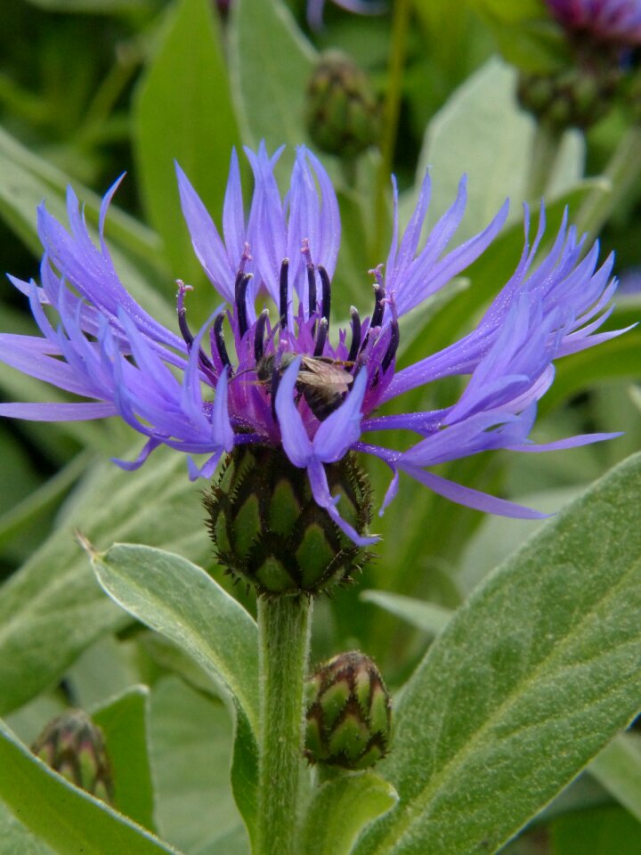 Plant flourished nature