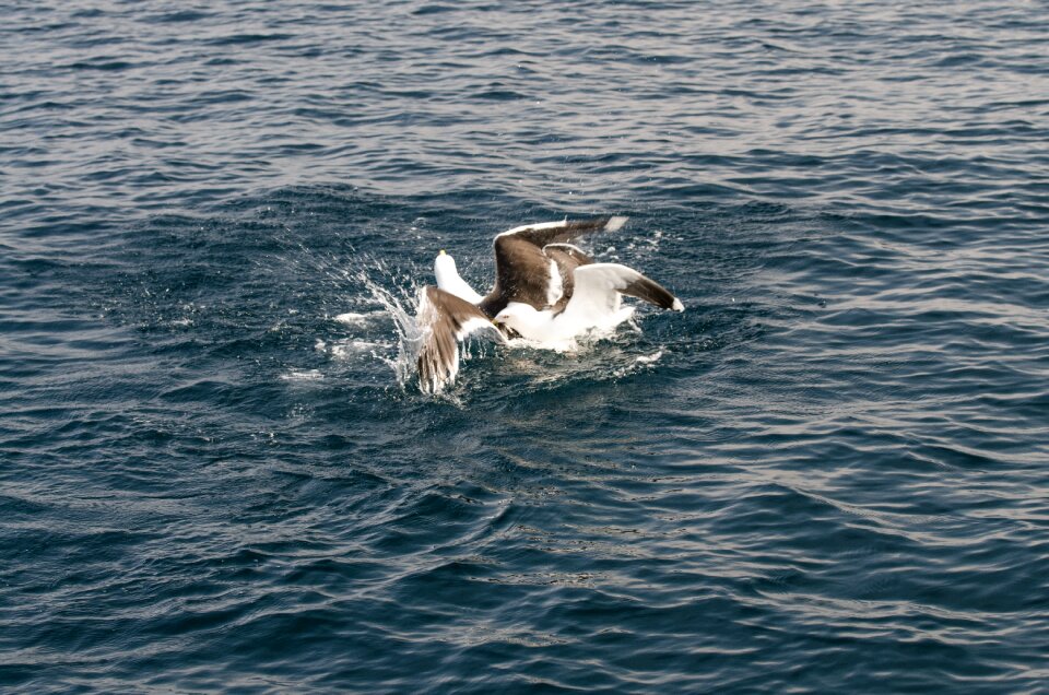 Wildlife water seagull