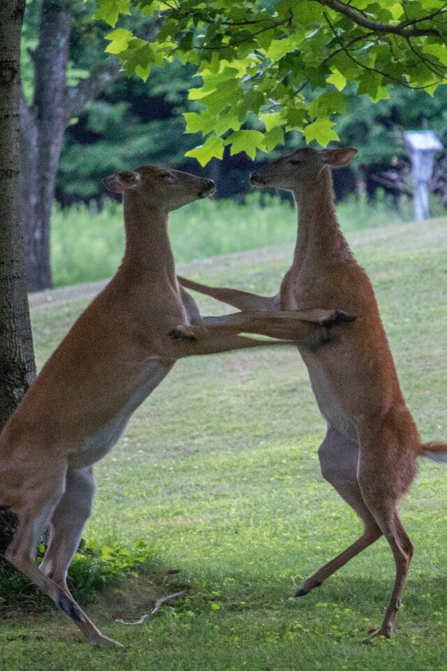 Pennsylvania wildlife hunting