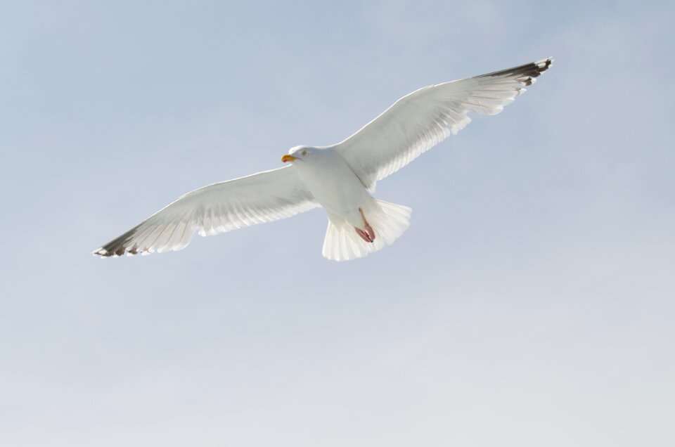 Wildlife water seagull