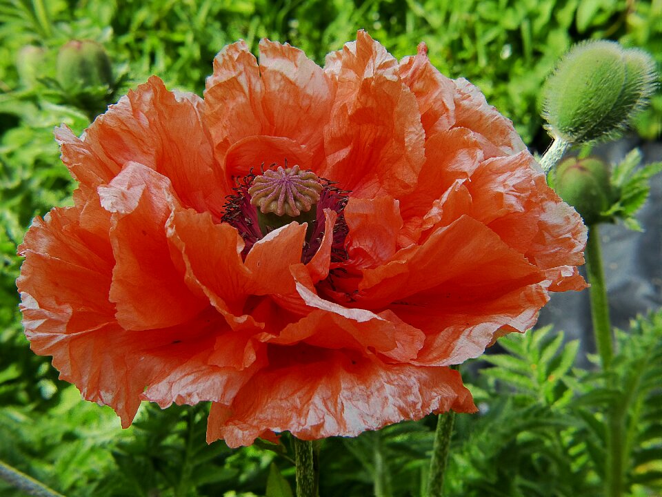 Red flower poppy capsule