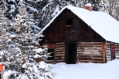 Snow forest wooden