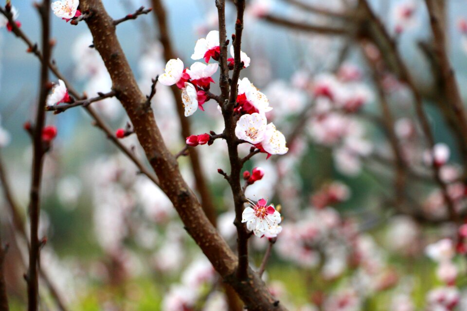 Peach blossom spring nature
