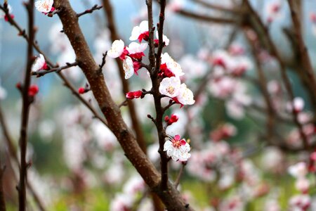 Peach blossom spring nature photo