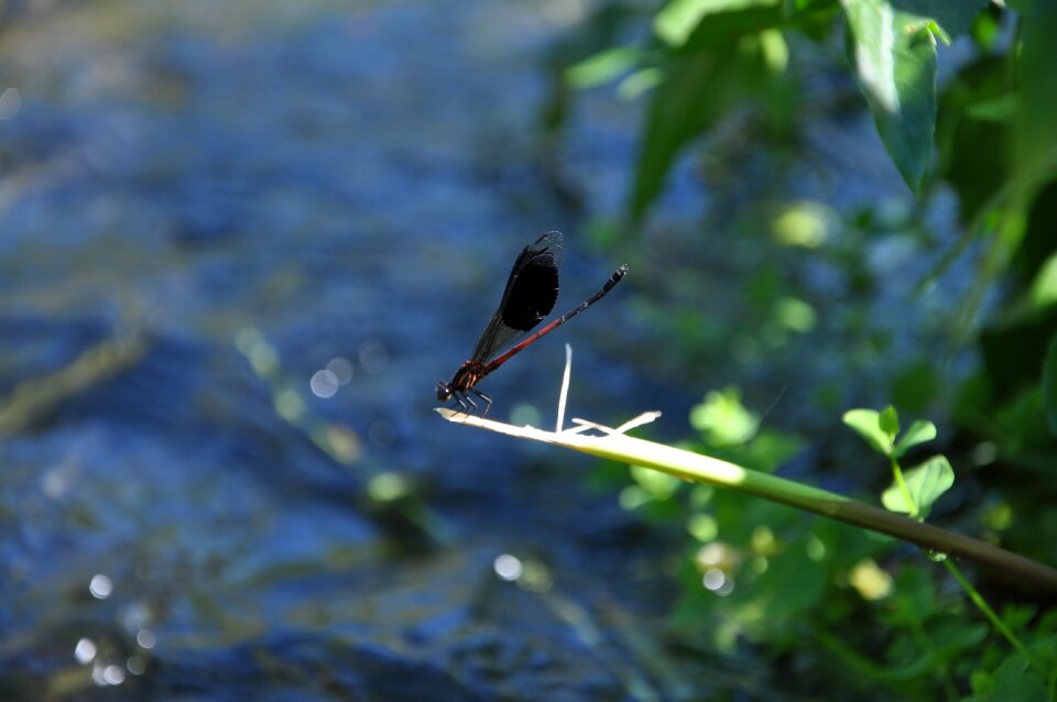 Quentin chong damselfly aquatic insects
