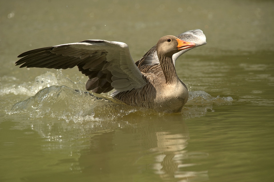 Wild goose poultry animal