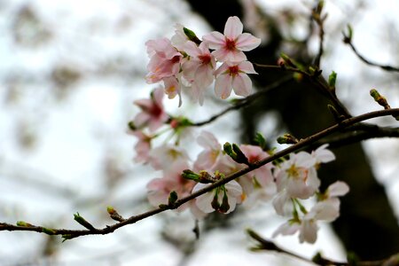 Peach blossom branch pink