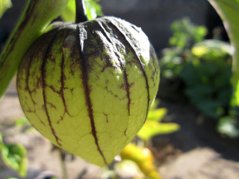 Green growing plant