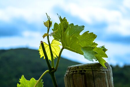 Winegrowing vine leaves vineyard photo