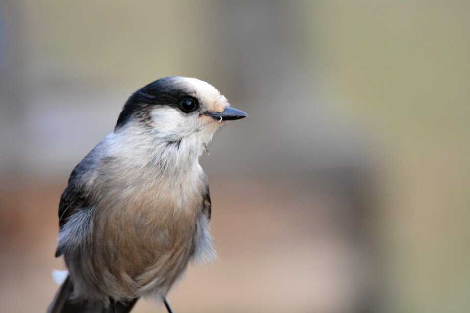 Nature eurasian jay wildlife