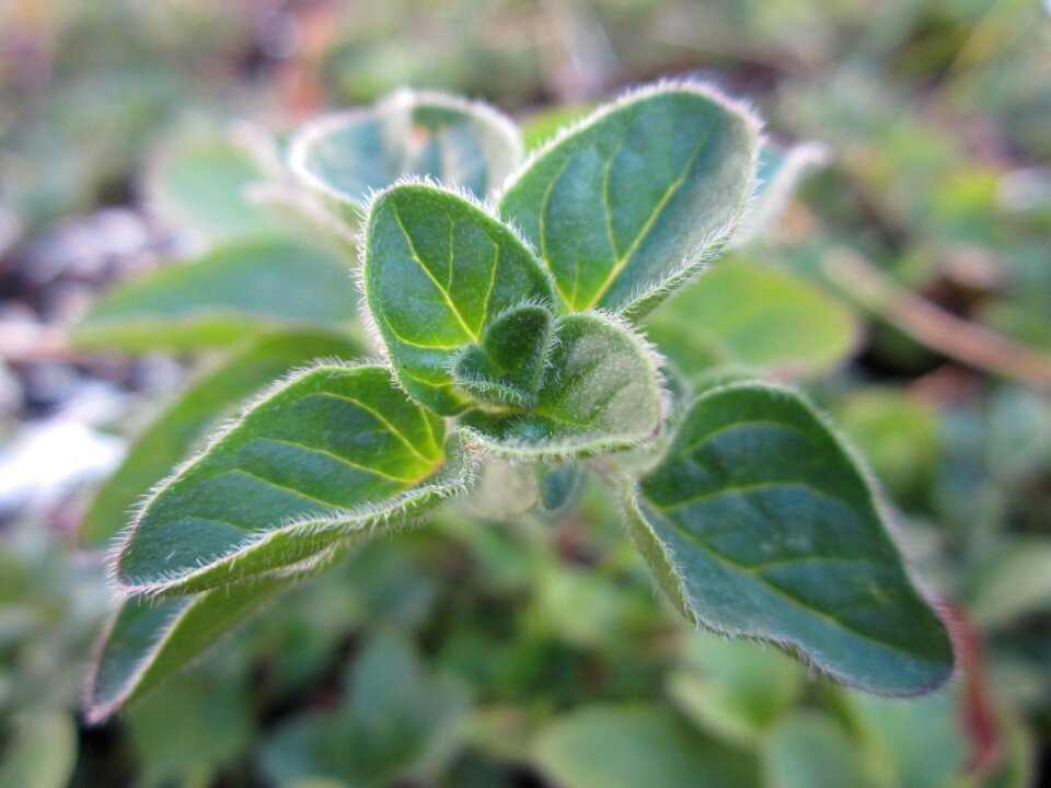 Green growing leaves