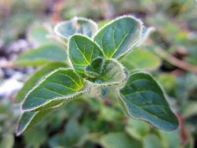 Green growing leaves