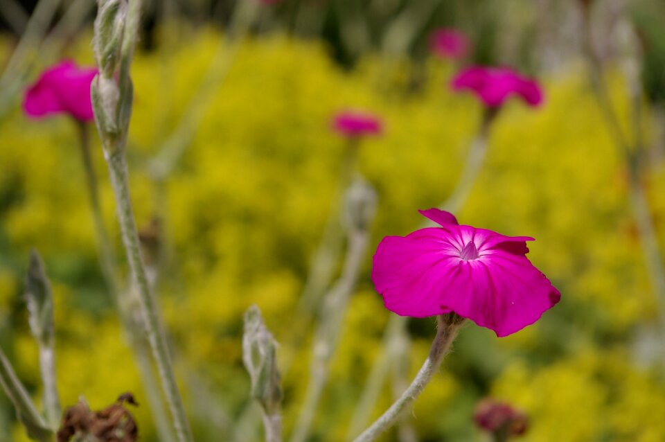 Flowers nature plant photo