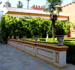 Pots wall plant