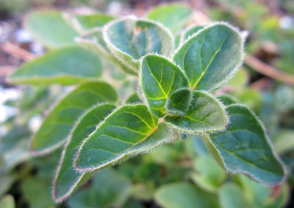 Green growing leaves