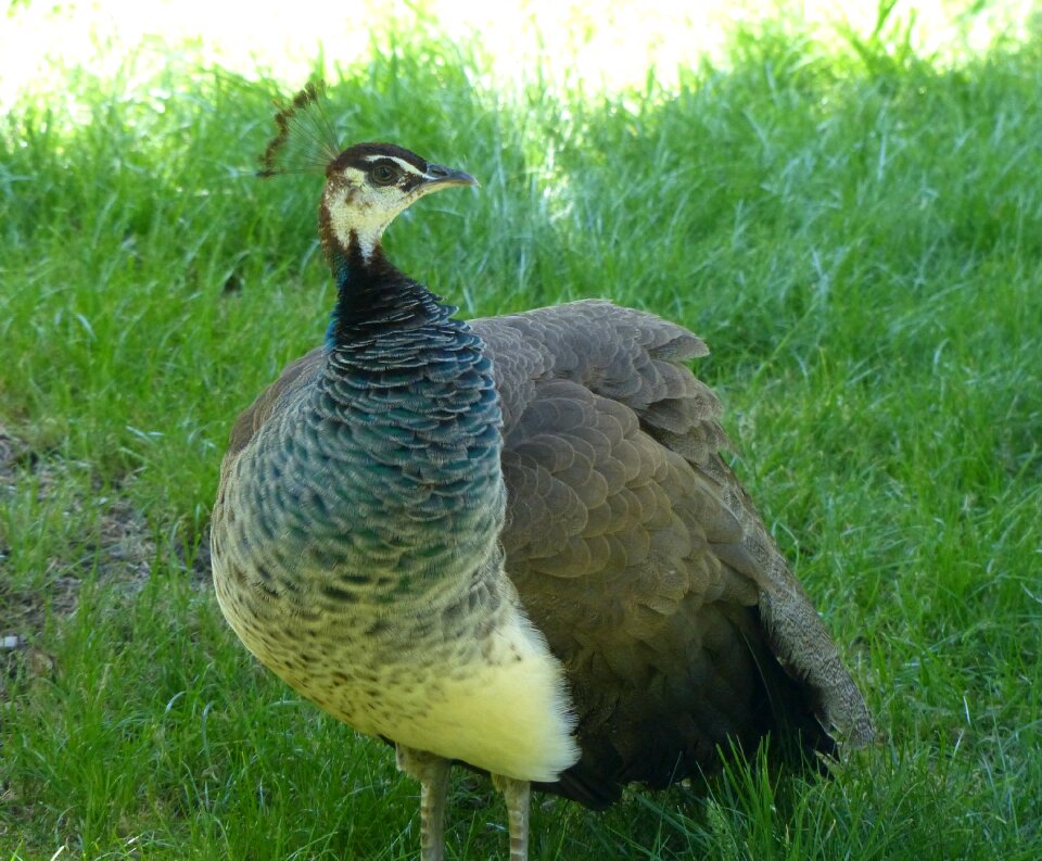 Pheasant-like spring crown unobtrusively