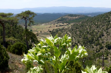 Valley greenery natural