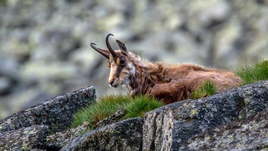Nature mammal mountains