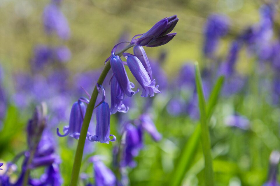 Spring blue woodland