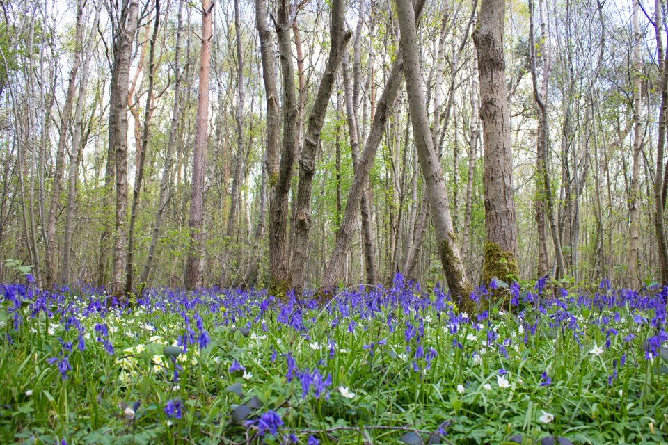 Spring blue woodland
