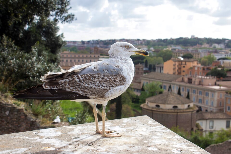 Bird europe