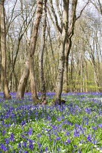 Spring blue woodland