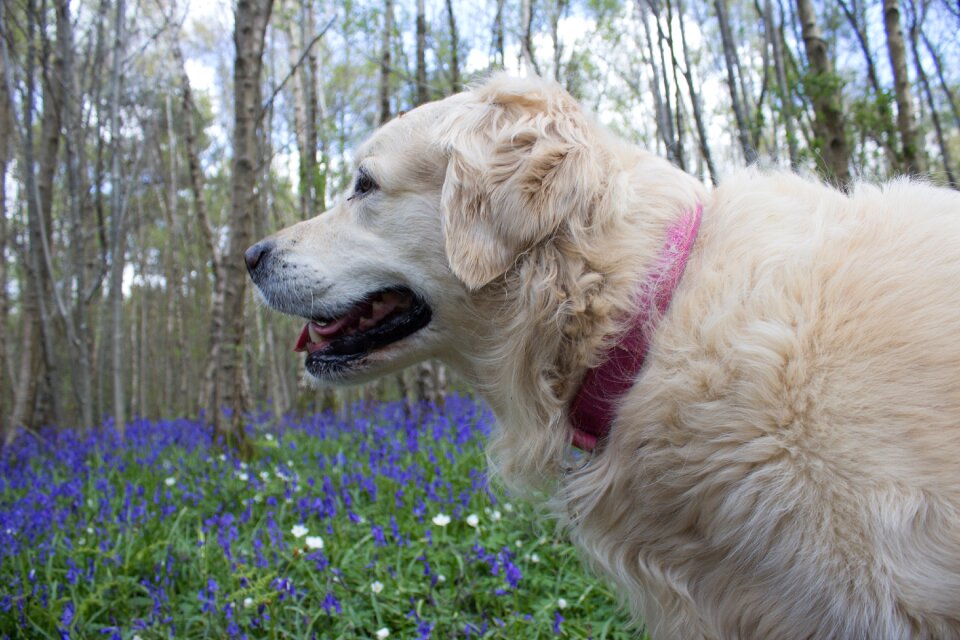 Spring blue woodland