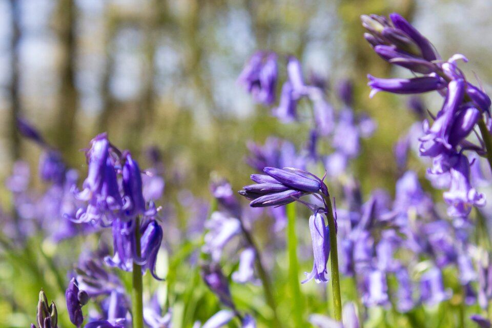 Spring blue woodland