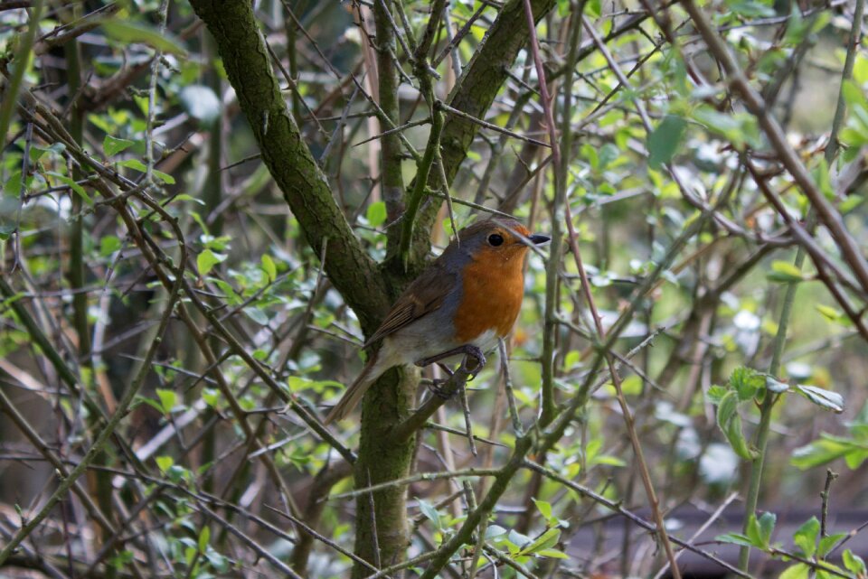 Tree red chest wildlife