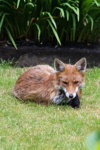 England wildlife animal photo
