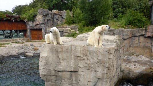 Yukon bay lower saxony polar bear