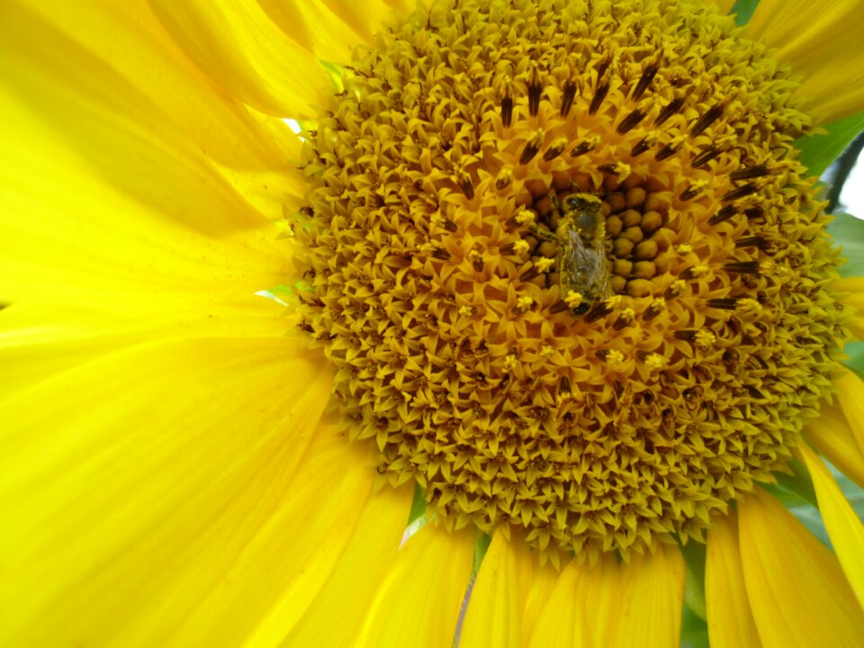 Sun bee insect