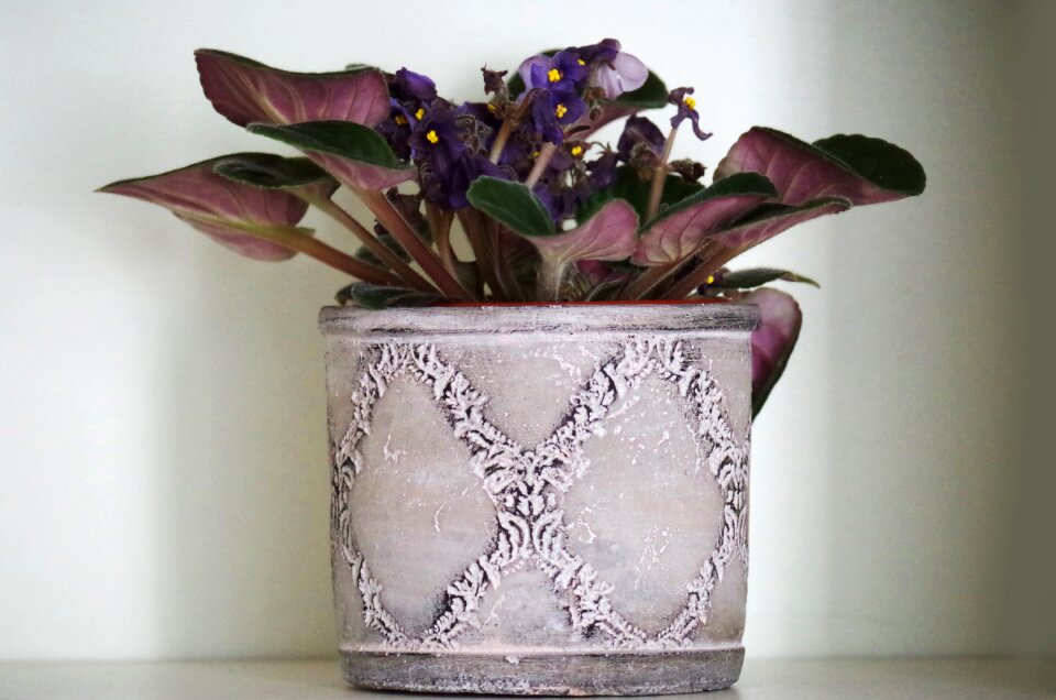 Flower pot violet room