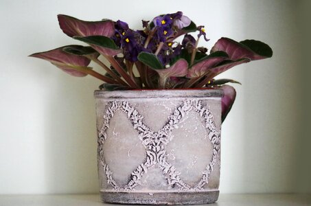 Flower pot violet room photo