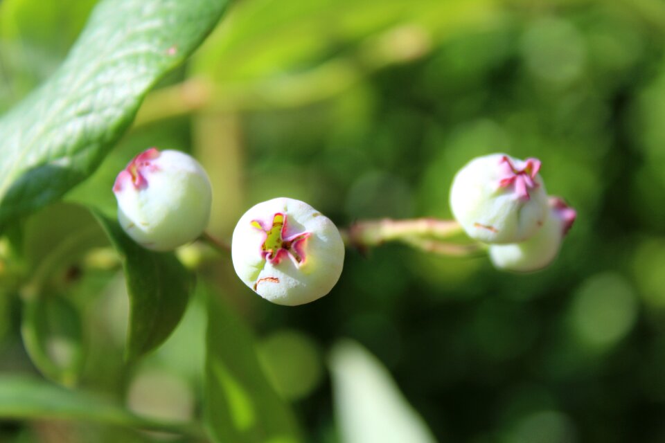 Fruit fruits green