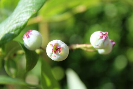 Fruit fruits green