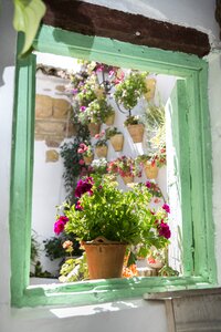 Green potted plant flower photo