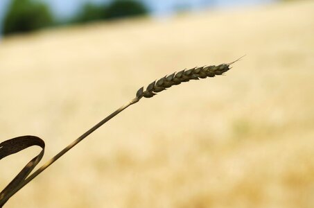 Barley one time nature