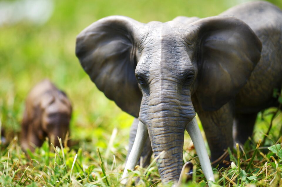 Elephants toys grass